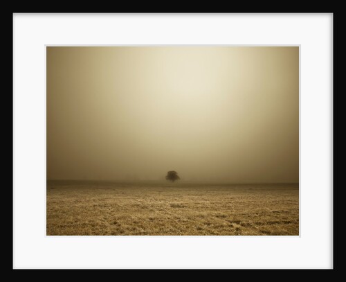 Single Tree in mist and fog by Assaf Frank